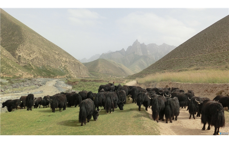 牦牛，藏文化中獨特的符號